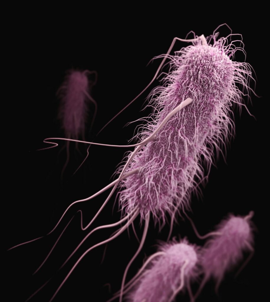 A close-up image of a purple Escherichia coli bacterium moves through space against a dark background.