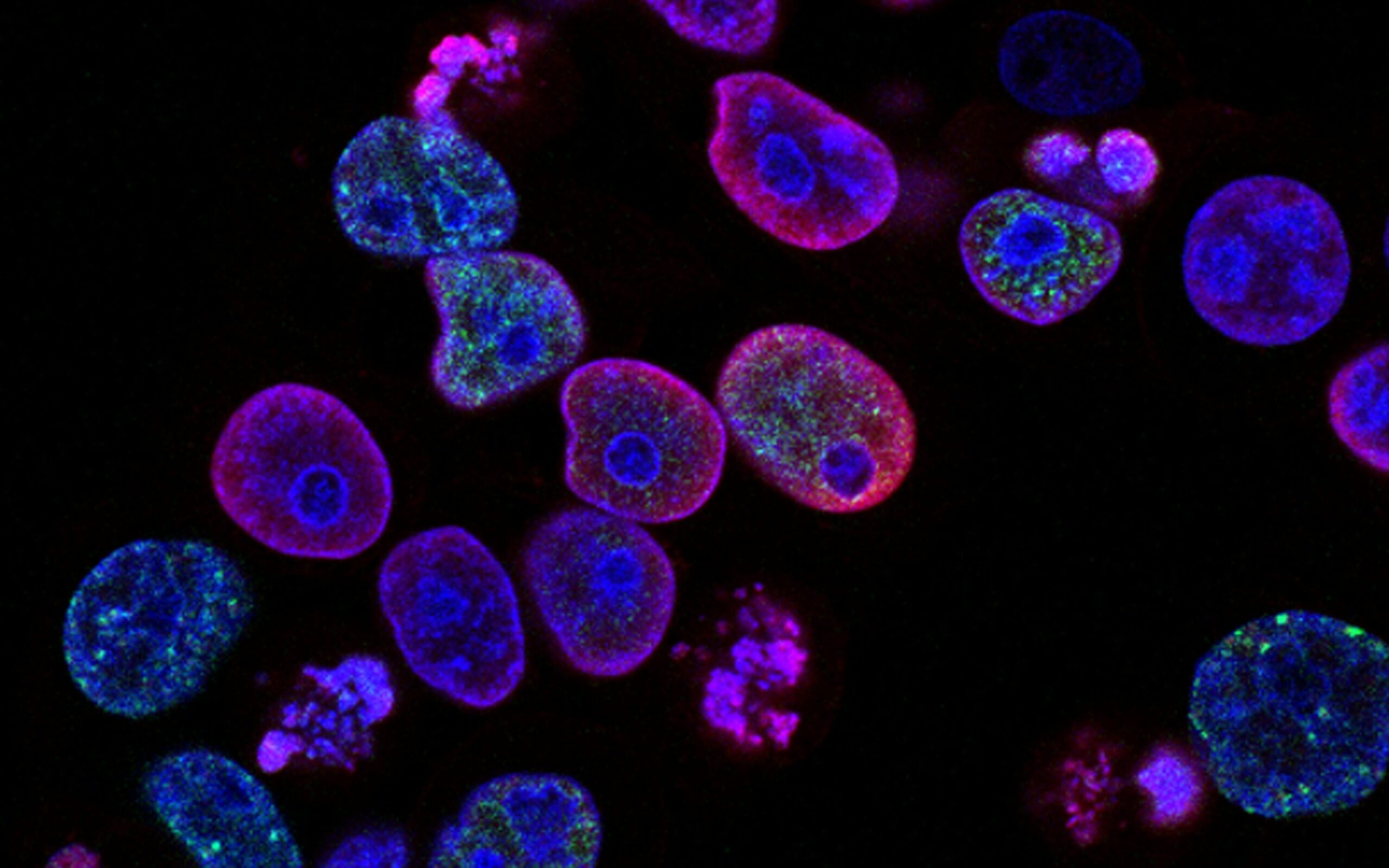 Tagged cells with purple and green pigment.
