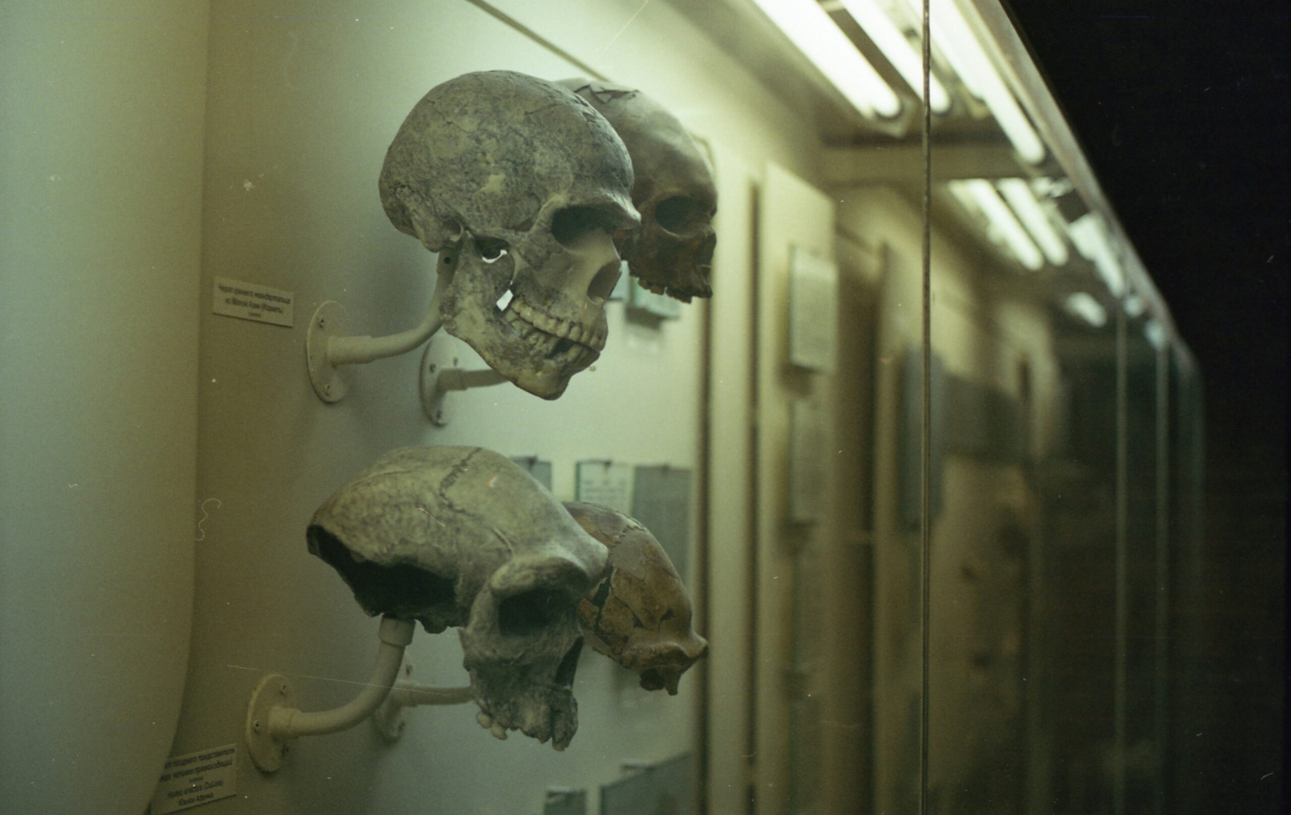 skull remains mounted on a wall, set as background to the title of my article. 