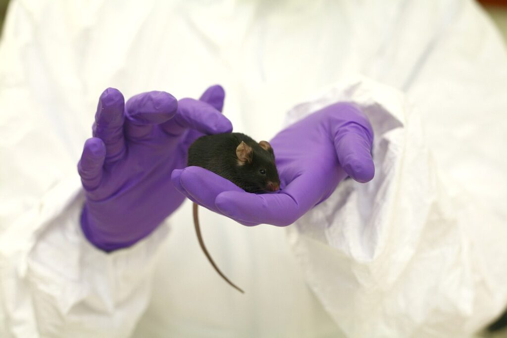 Scientist holding a black mouse in their hands