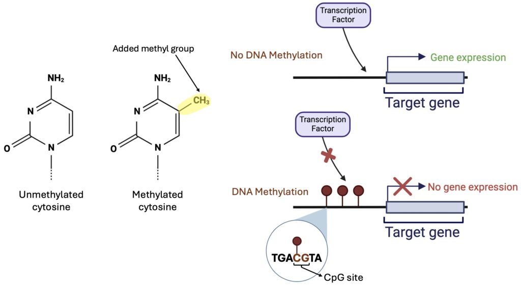 On the right, there are two structures off cytosine. The first is unmethylated, and the second is metylated and has an extra methyl group protruding from the 5th carbon. On the left, there is a schematic that shows a transcription factor trying to bind to DNA with and without DNA methylation. On the top, when there is no methylation, the transcription factor can bind and the gene is expressed. On the bottom, when methylation sites are blocking the transcription factor binding site, no gene expression occurs.