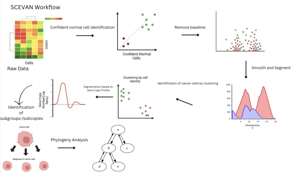 Fig.1 Workflow for SCEVAN
Image created using BioRender