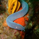 Hagfish