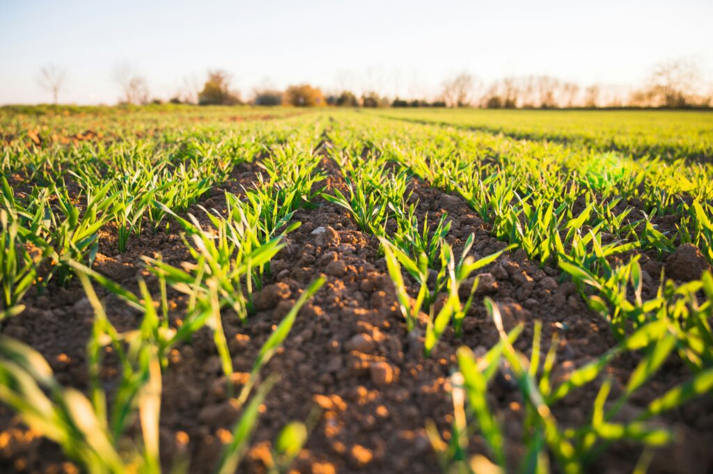 Picture of a large cropfield, from a view close to the ground