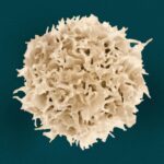 False color scanning electron micrograph of a T lymphocyte